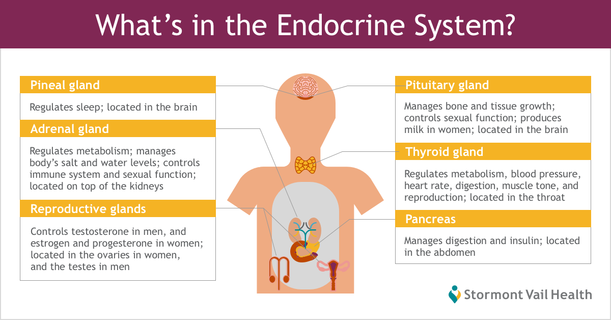 diabetes connection to endocrine system