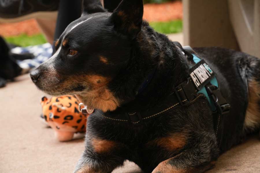 Black and tan dog (Rottweiler mix) lying down