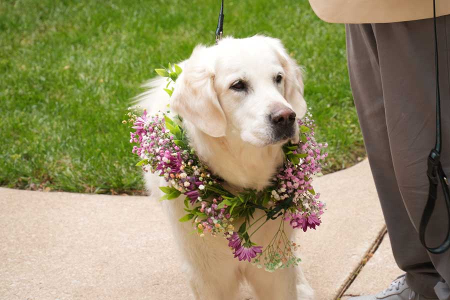 Golden retriever therapy dog wearing flower garland