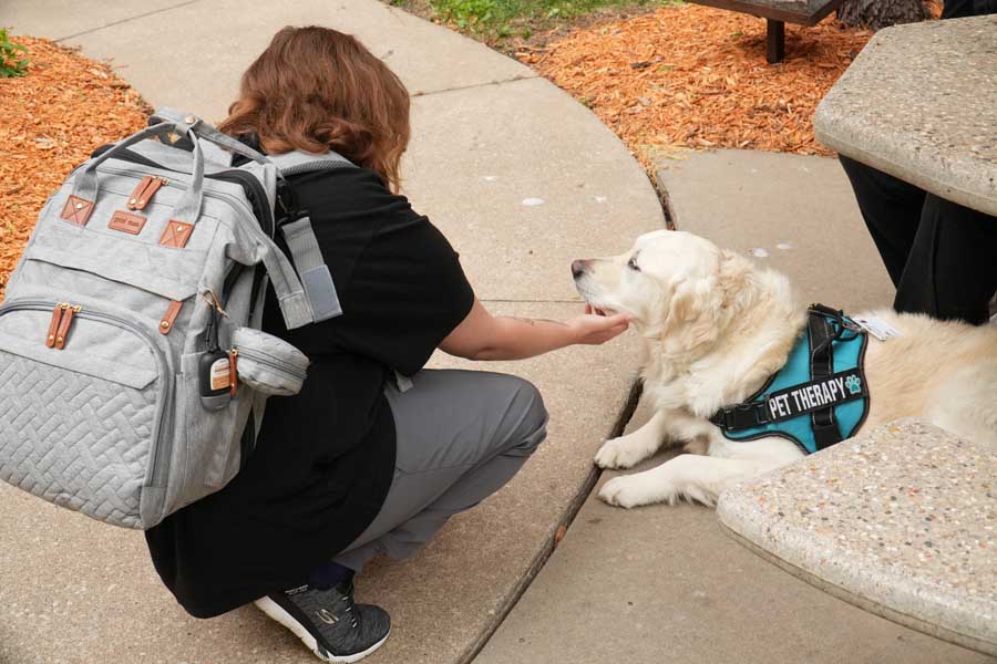 Person kneeling to greet golden retriever therapy dog