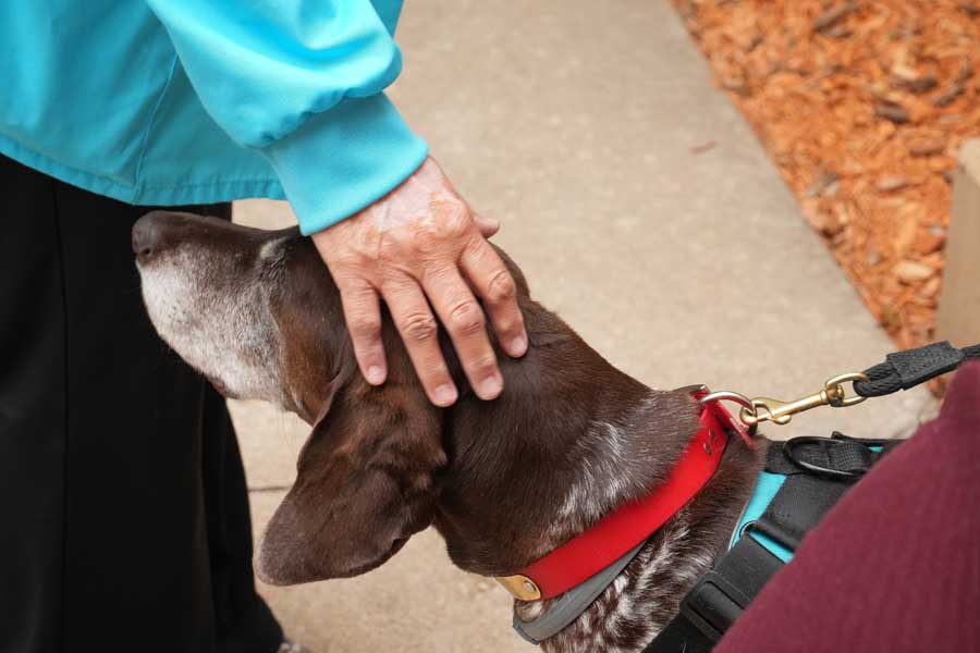 Hand petting dog with red collar (mixed breed)