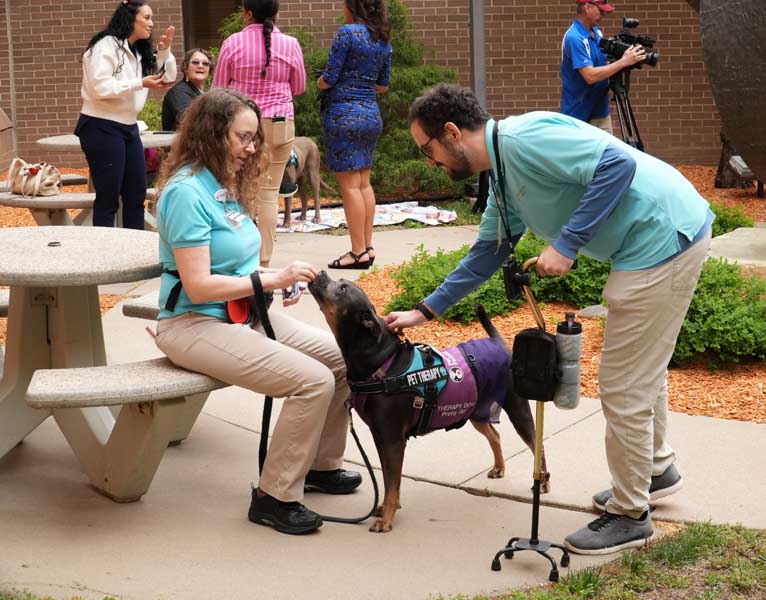 Person greeting golden retriever therapy dog up close