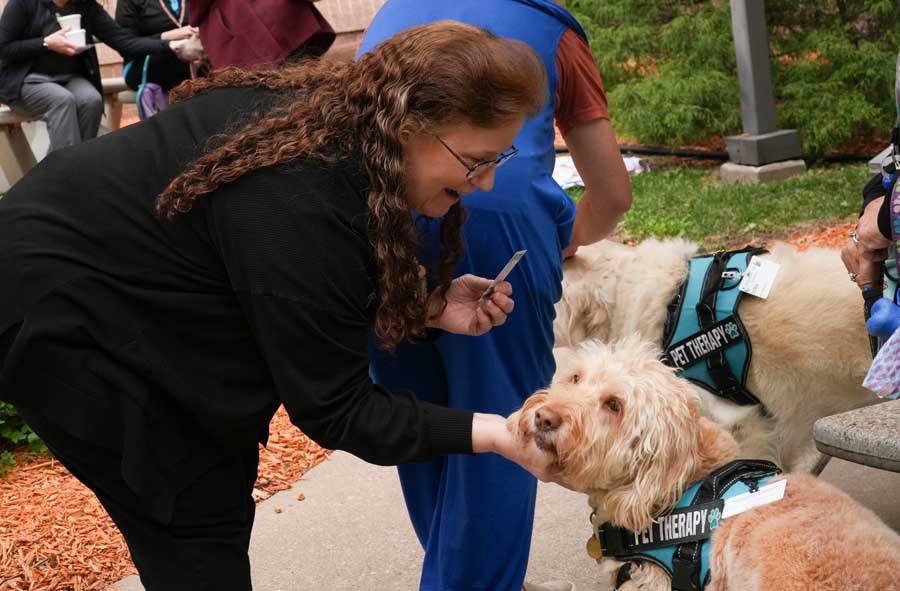 Person petting golden retriever therapy dog wearing harness