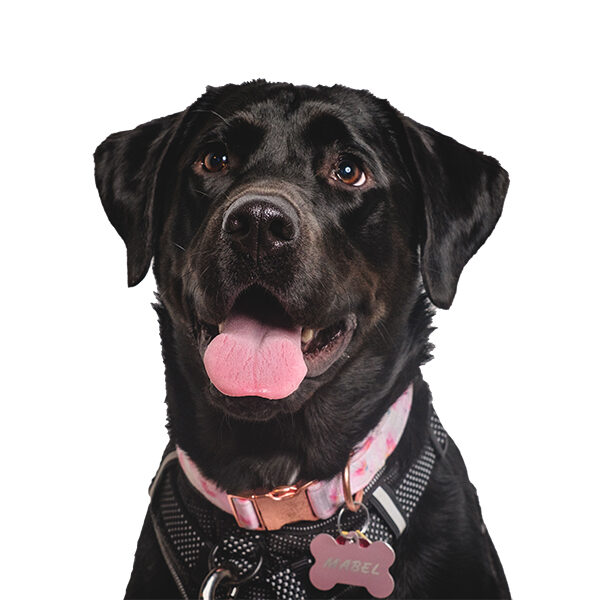 09.04.24 - Mable Therapy Dog_COB 09.04.24 - Mable Therapy Dog_COB