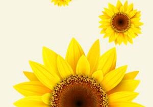 Sunflower-Award-tb Sunflower-Award-tb