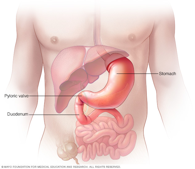 Stomach, pyloric valve and upper part of small intestine (duodenum)