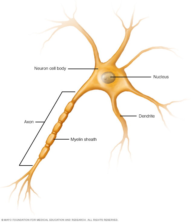 A nerve cell (neuron) showing axon and dendrites.