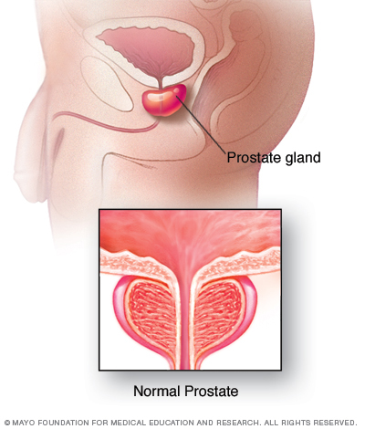 Normal prostate gland