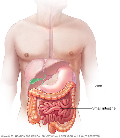 Colon and small intestine