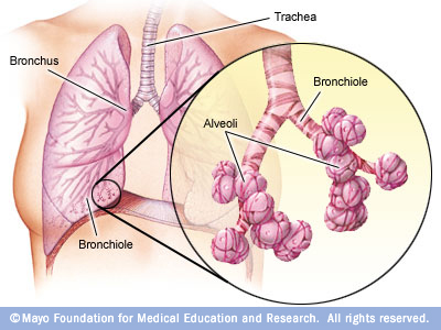 Bronchi, bronchioles and alveoli