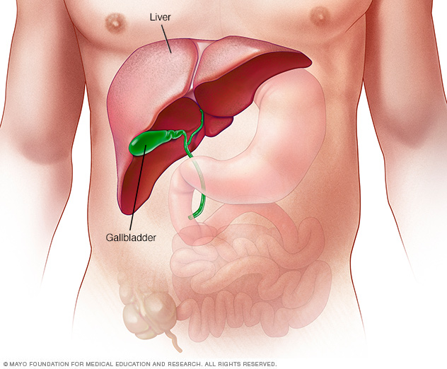 The liver, located above the stomach