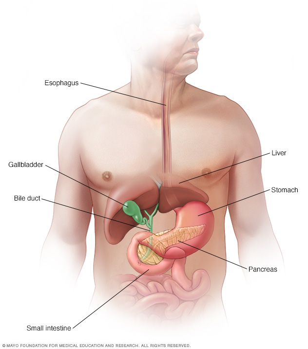 The pancreas in the digestive system