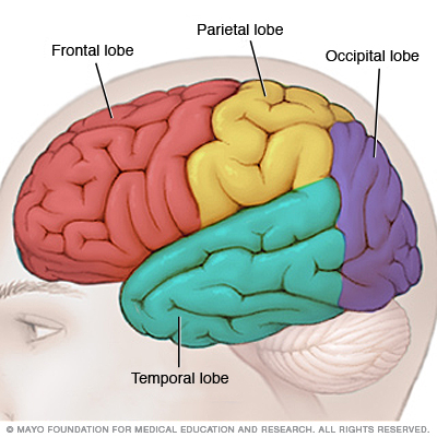 Lobes in the brain