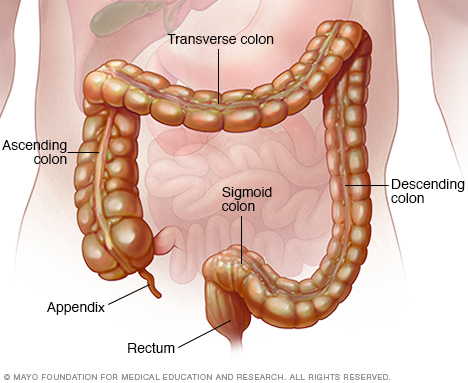 Colon and rectum