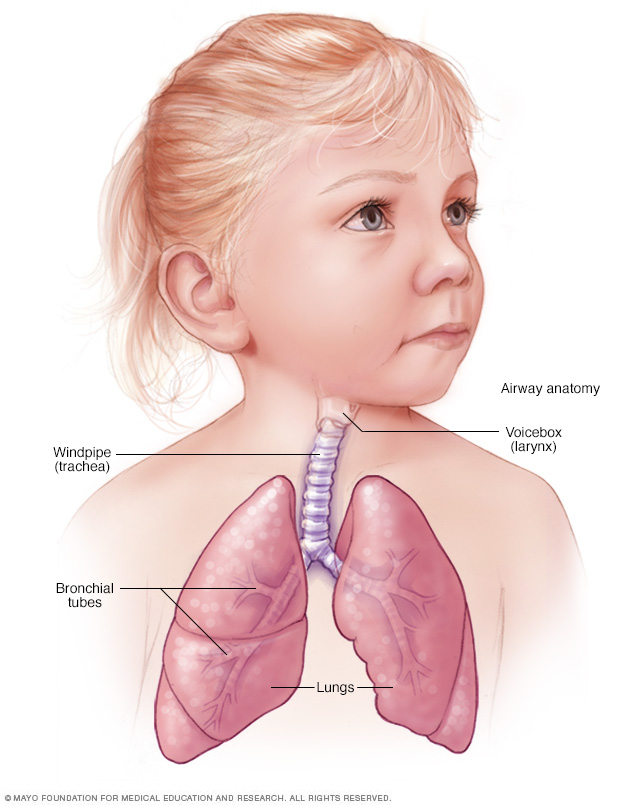 A normal airway in a child