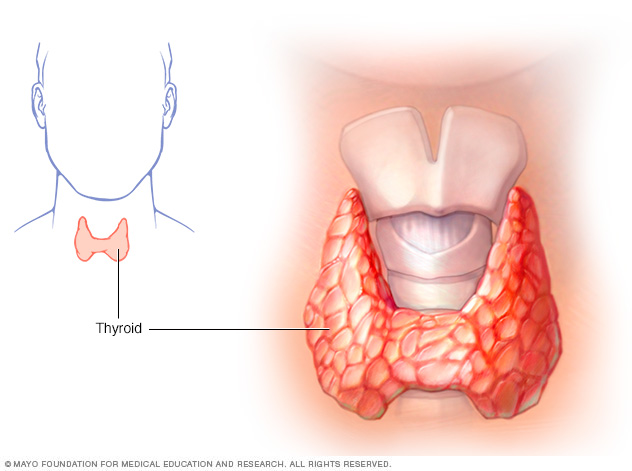 Thyroid gland showing larynx and trachea