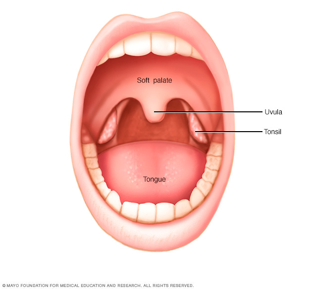 The mouth and the location of the tonsils