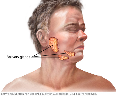 Location of salivary glands